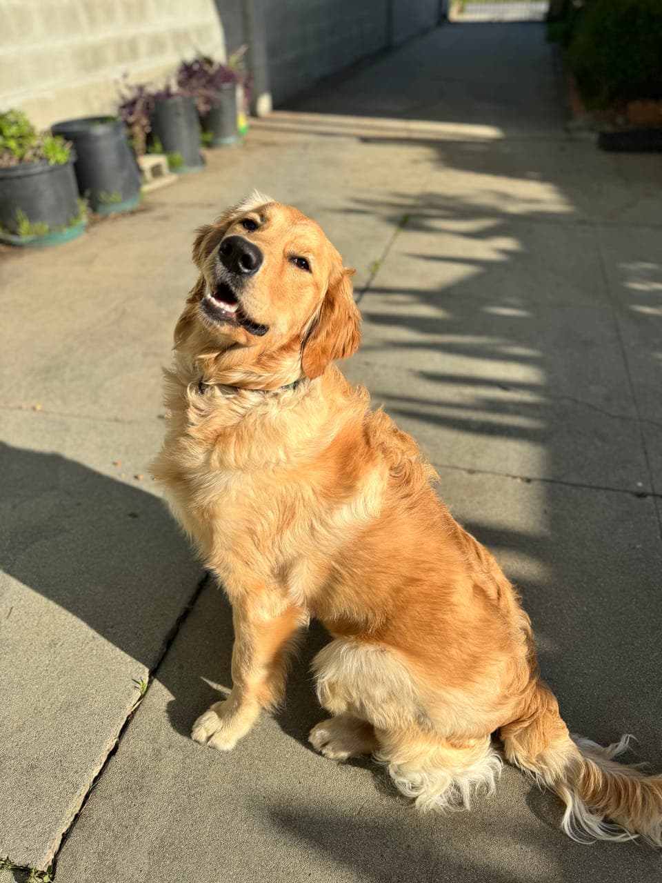 The photo we were sent: a golden retriever sitting on a sunny driveway, head tilted, wearing a thin dark collar.