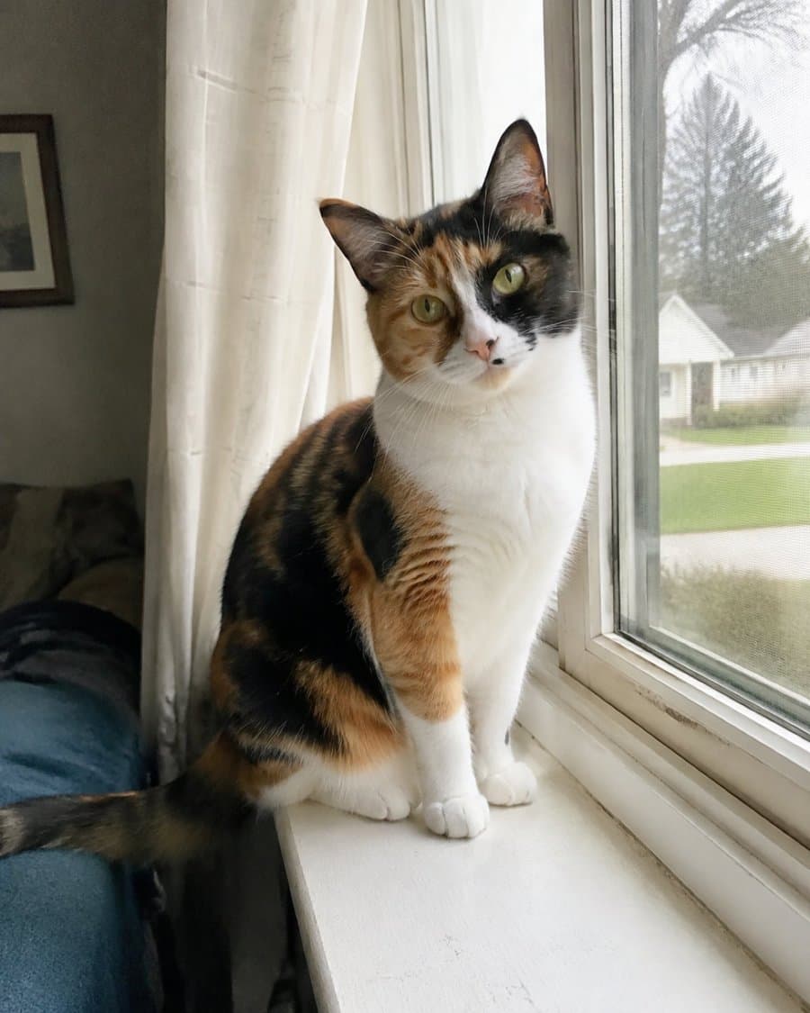 Juniper, a calico cat with an orange-and-black face split down the middle and green eyes, sitting on a windowsill.