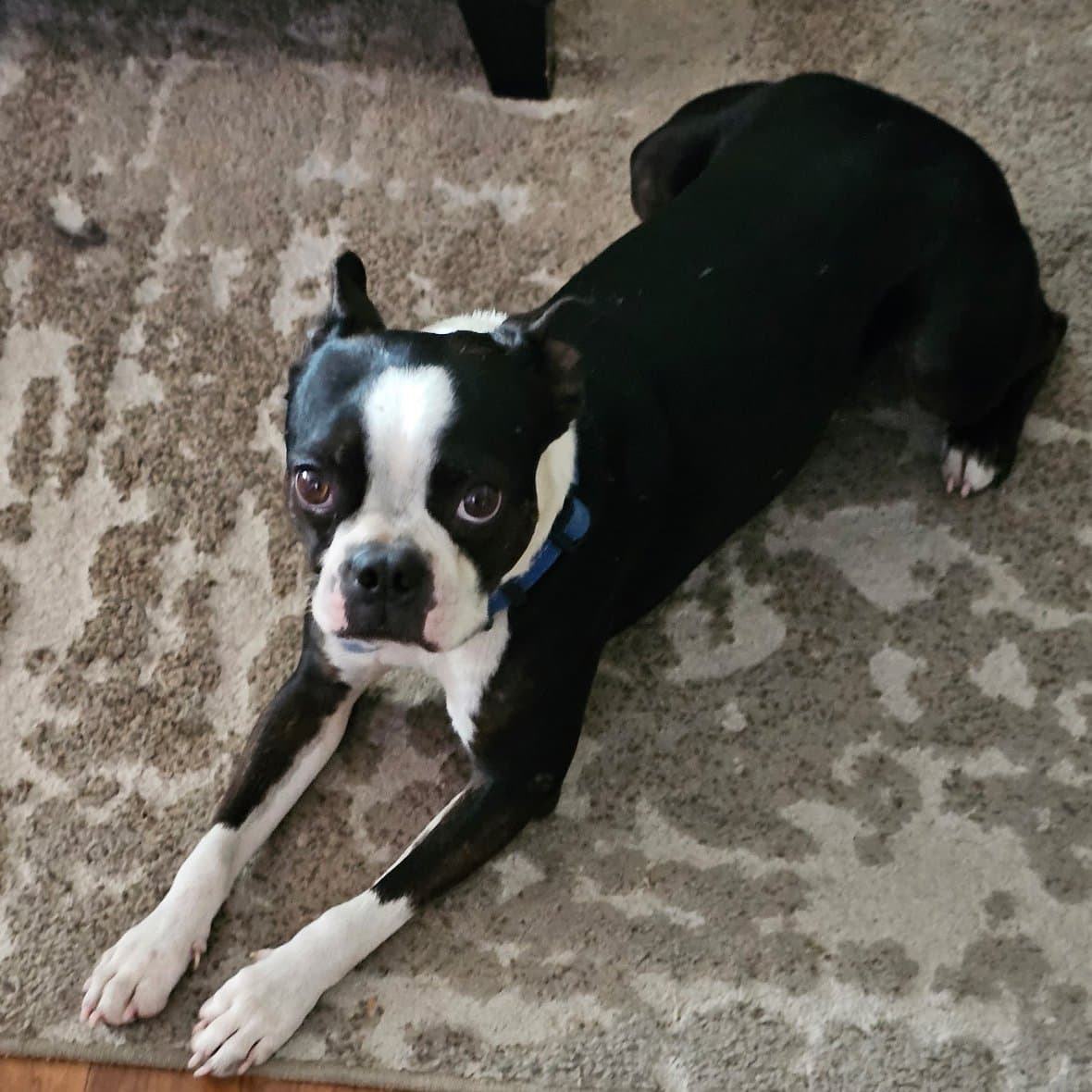 Oliver, a Boston terrier with a white blaze down his face and a blue collar, lying on a rug and looking up at the camera — the photo his owner sent.
