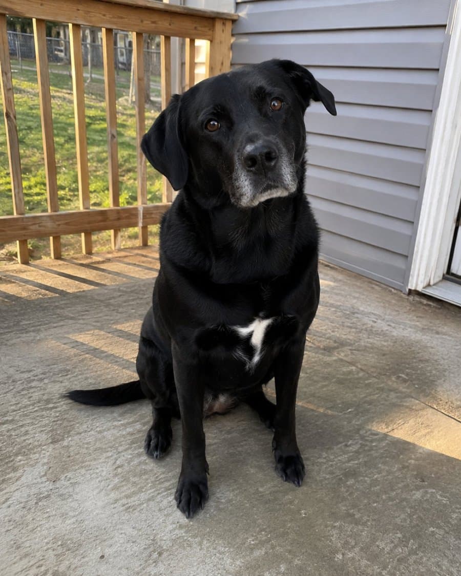Otis, a black lab with a grey muzzle and a white patch on his chest, sitting on a porch with his head tilted.