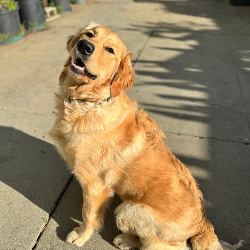 The sample photo: a golden retriever sitting on a sunny driveway in a thin dark collar, head tilted up and mouth open, her chest and tail feathered in paler cream.