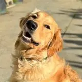 A good photo: a dog’s face to the camera, in daylight