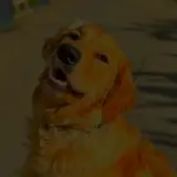 Too dark: the same dog, hard to make out