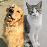 Two pets in one photo
